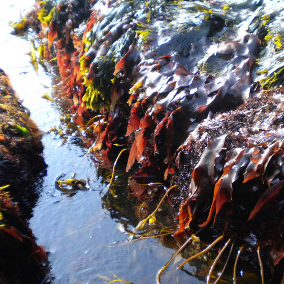طازج dulse seaweed