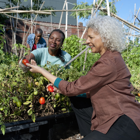 نساء work together tending to tomatoes in a community garden.