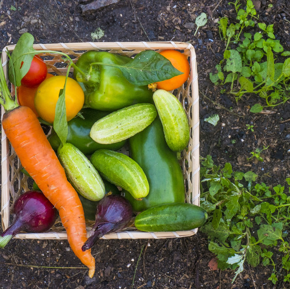 ا colorful basket of vegetables sitting on the ground in a garden.
