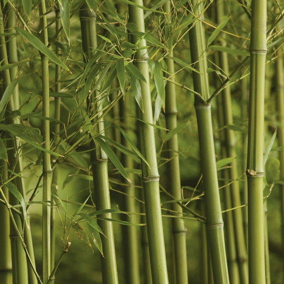 bambú forest plants