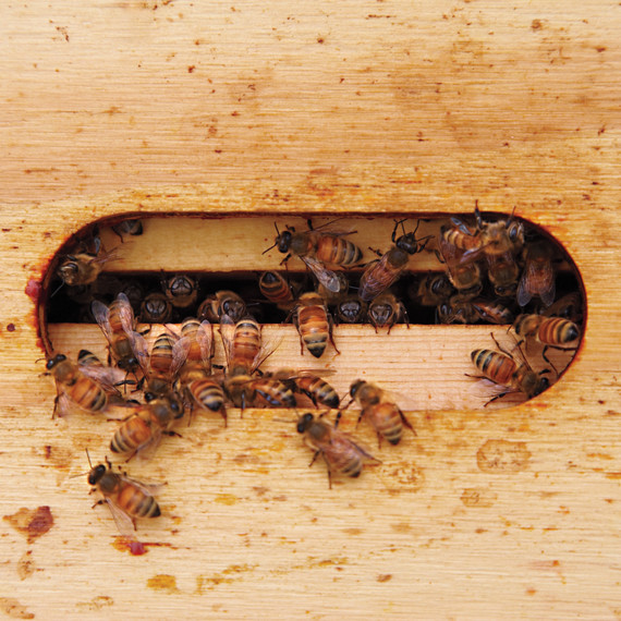 bees-ms-column-0509-mld106618.jpg