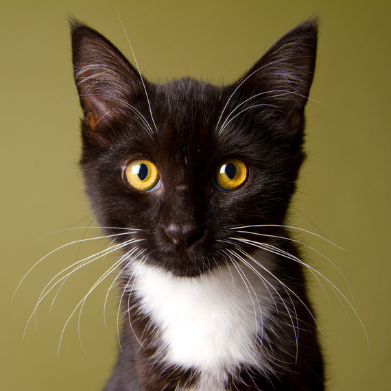 黑白色小猫portrait.jpg