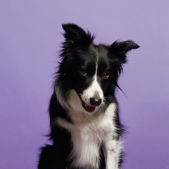 Border-Collie-Hund-Portrait.jpg