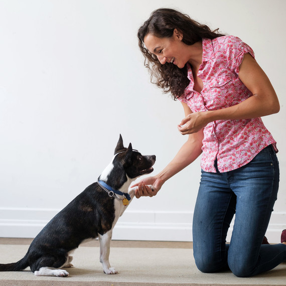 波士顿 terrier dog training woman rug