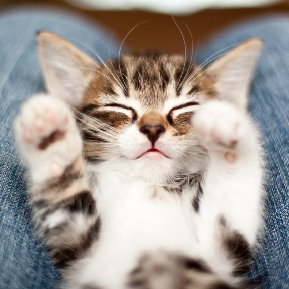 сладък kitty on lap with paws up sleeping