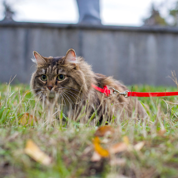 gato leash getty
