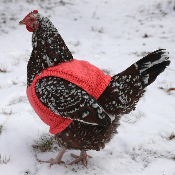 鸡 in a knit sweater