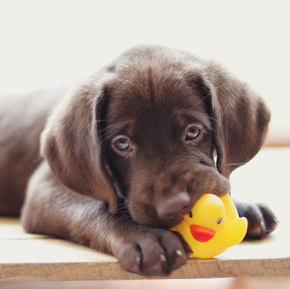 chocolate lab puppy chewing rubber ducky