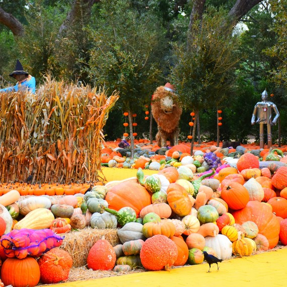 دالاس Arboretum and Botanical Garden pumpkins