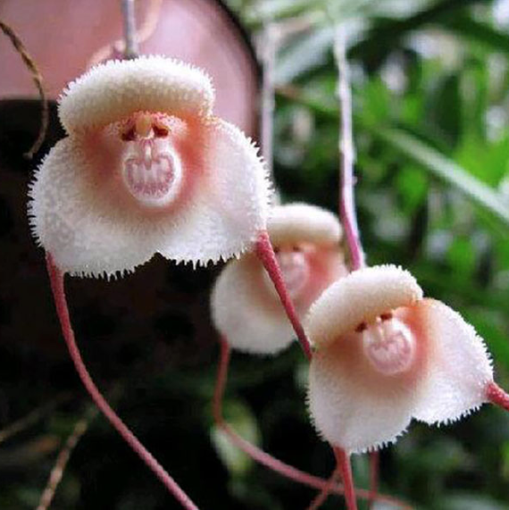 猴 face orchids