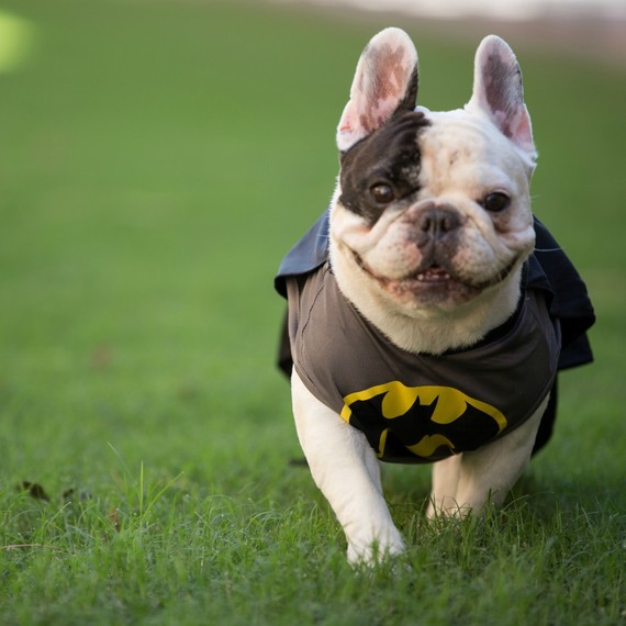 一个 french bulldog in a Batman Halloween costume