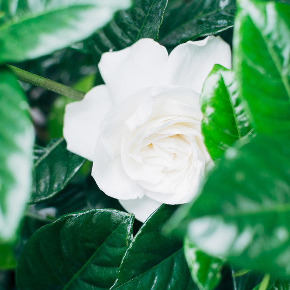 栀 flower white