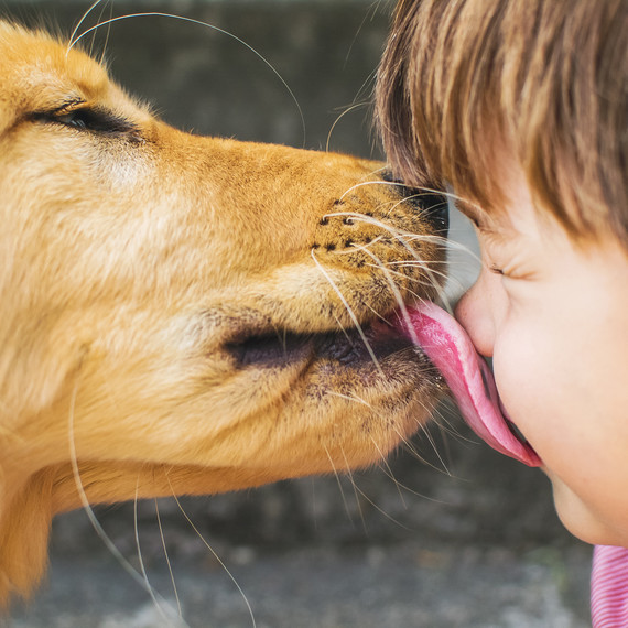 gylden retriever dog licking little boys face