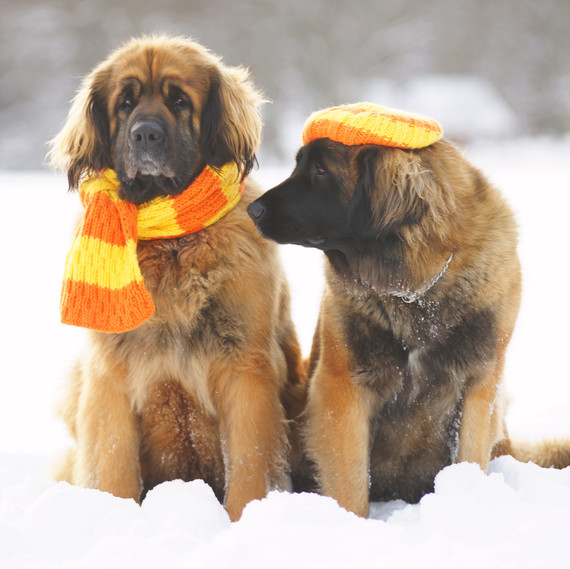 Leonberger dogs in knitwear