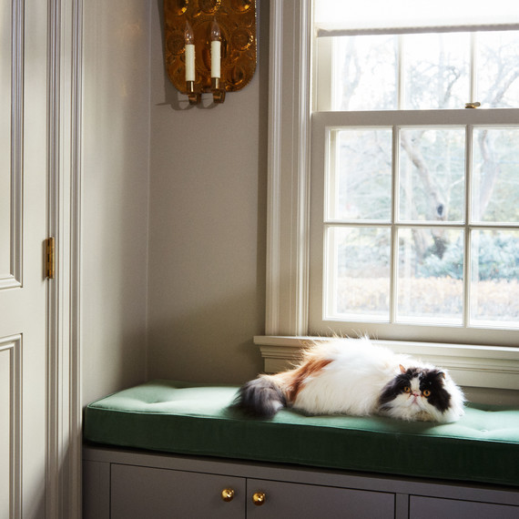 martha closet cat sunbathing