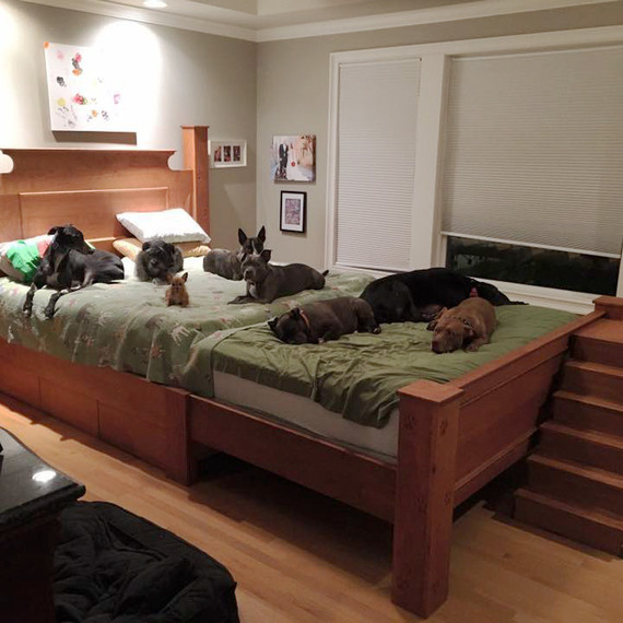 мега dog bed