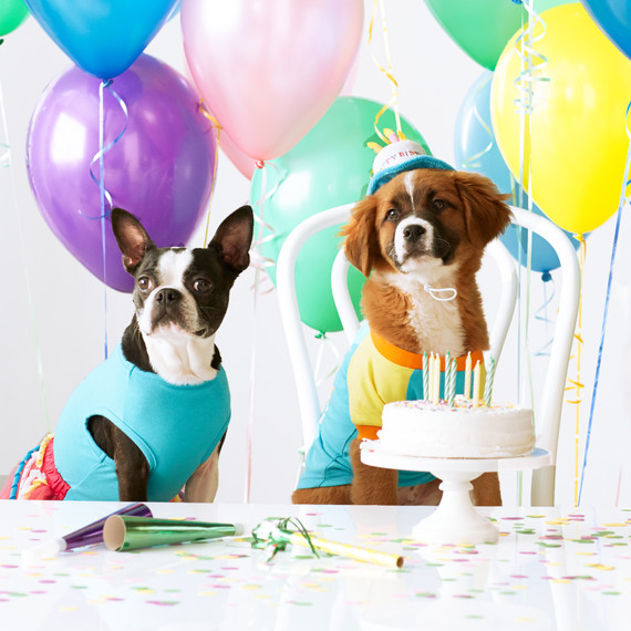mspets-birthdayparty-الكلاب mrkt-0520.jpg