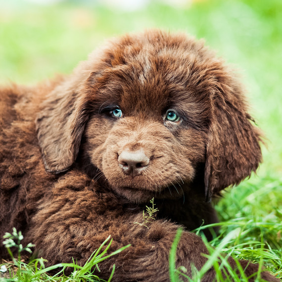 Terranova puppy with blue eyes
