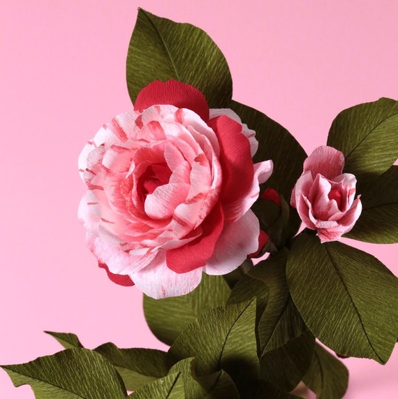 纸 Camellia by Jennifer Tran