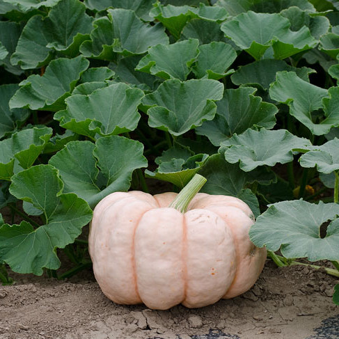 粉 pumpkins like these are grown by farmers to support breast cancer awareness.