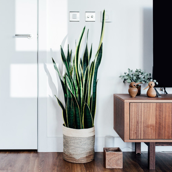 ثعبان plant in living room by tv