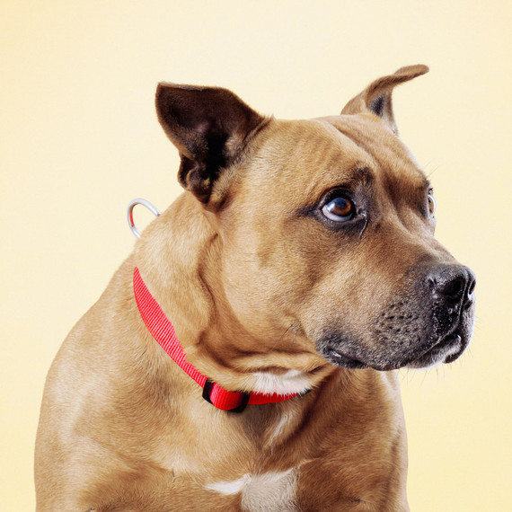 straffordshire-الكلب portrait.jpg