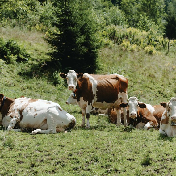 пътуване-меден месец дневници крави-hallstaatt-Австрия-s112936.jpg