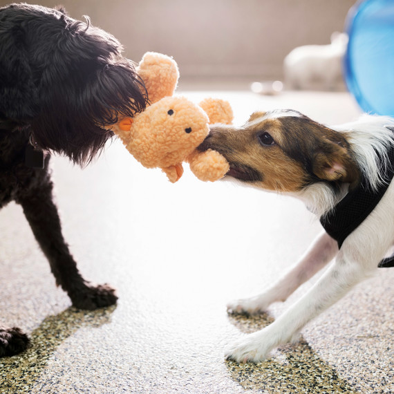 二 dogs playing with stuffed animal toy