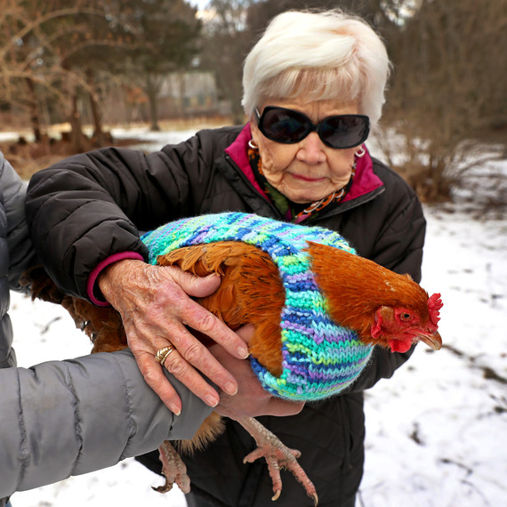 Freiwillige with chicken in knit sweater